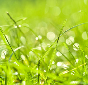 Close-up of grass growing on field