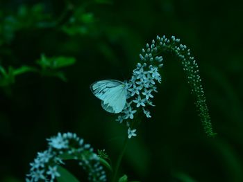 Close-up of butterfly on plant