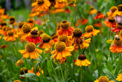Close-up of yellow flowering plants on field