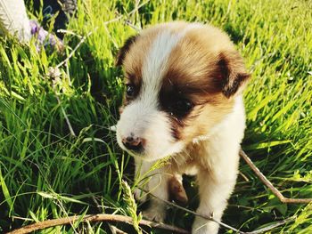 Close-up of a dog looking away