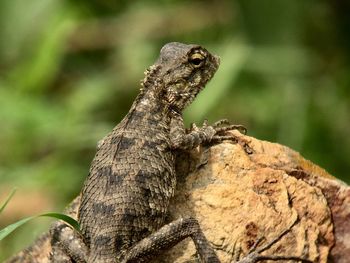 Close-up of lizard on rock