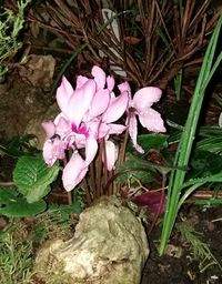 Close-up of flowers blooming outdoors