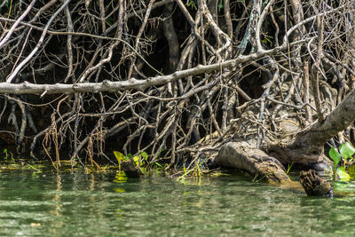 View of a lake in a forest