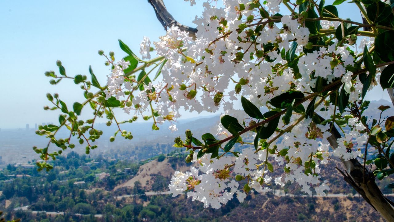 nature, growth, tree, beauty in nature, branch, no people, water, leaf, plant, flower, tranquility, freshness, day, outdoors, sky, close-up, fragility