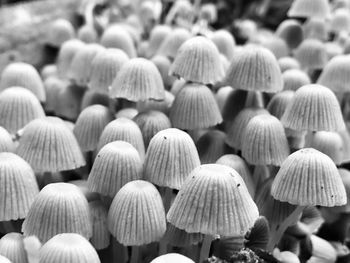 Full frame shot of mushrooms