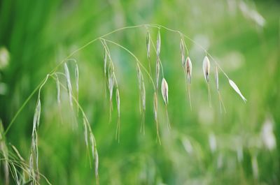 Close-up of crops growing on field