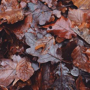 Close-up of dry maple leaves