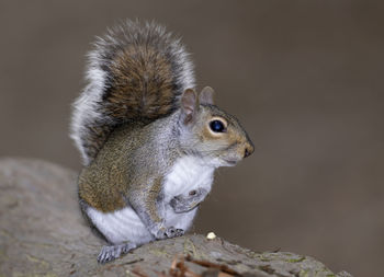 Close-up of a squirrel