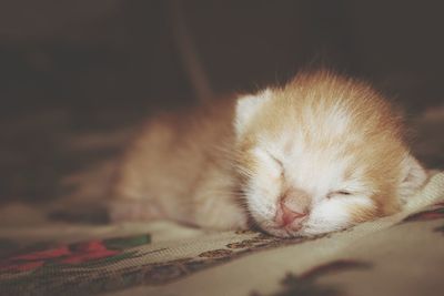 Close-up of cat sleeping on bed at home