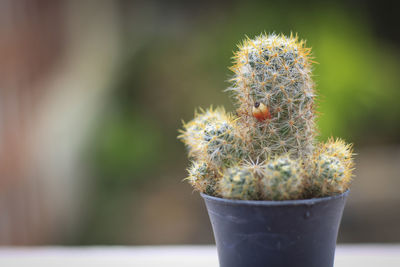 Close-up of cactus flower pot