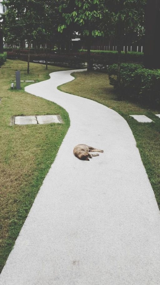 HIGH ANGLE VIEW OF DUCK ON FOOTPATH AT PARK