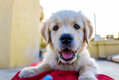 Close-up portrait of cute dog