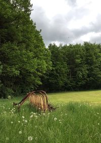 Trees on grassy field