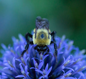 Close-up of bee pollinating on purple flower