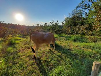 Cow in a field