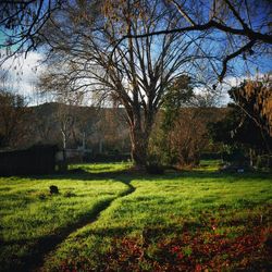 Trees on field against sky