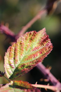 Close-up of red flowering plant