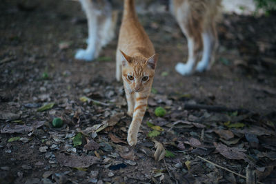 Cat lying on ground