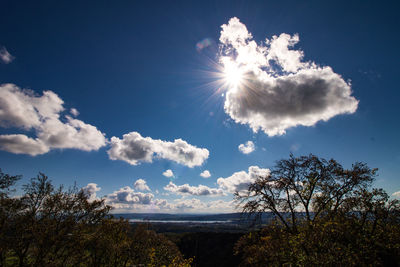 Low angle view of trees against sky on sunny day