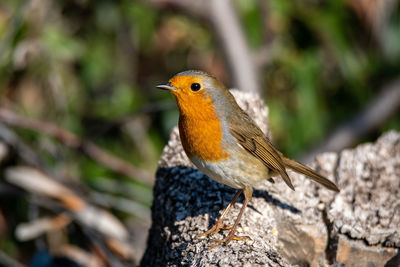 Close-up of bird perching on a tree