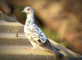 Close-up of bird perching outdoors