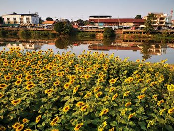 Scenic view of lake by buildings against sky