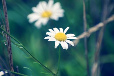 Close-up of white daisy