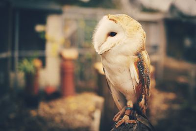 Close-up of owl perching outdoors