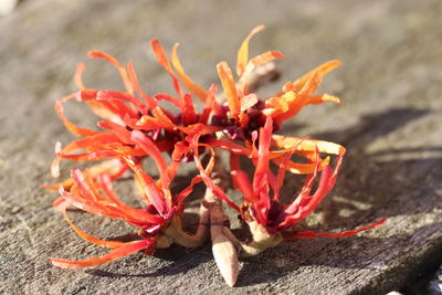 Close-up of red flowering plant