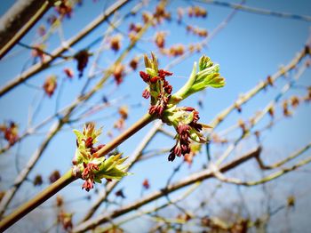 Low angle view of flowering plant against sky