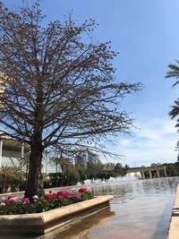 View of flowering plants in park against sky