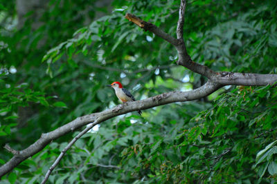 Bird perching on a tree