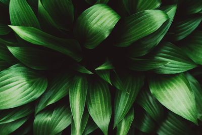 Creative layout made of green hosta leaves. nature background image.
