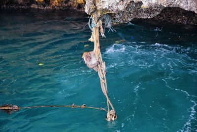 High angle view of man swimming in sea