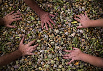 High angle view of hands on almonds in shell