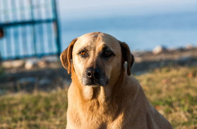 Close-up portrait of dog