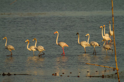 View of birds in lake