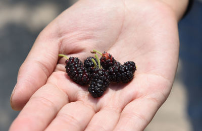 Close-up of hand holding berries