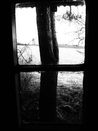 Bare trees seen through window