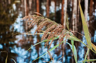 Close-up of plant against blurred background