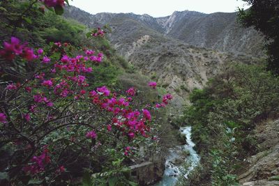 Scenic view of pink flowering trees and mountains