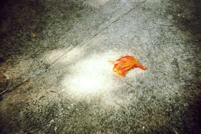Close-up of autumn leaves