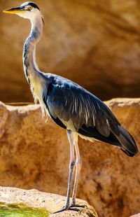 Gray heron perching on rock
