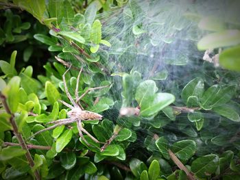 Close-up of insect on plant