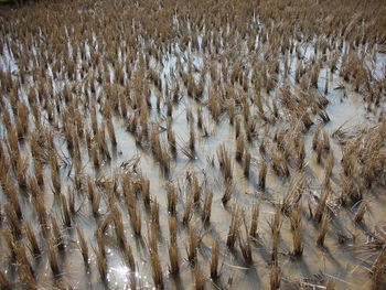 High angle view of fish in water