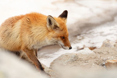 Red fox in the nature on the wild in retezat mountains 
