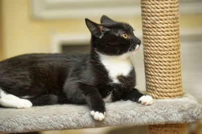 Close-up of a cat looking away