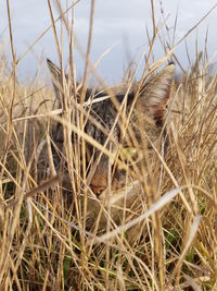 Close-up of dry grass on field