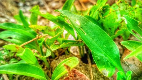 Close-up of insect on plant