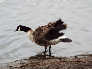 Close-up side view of a bird against water